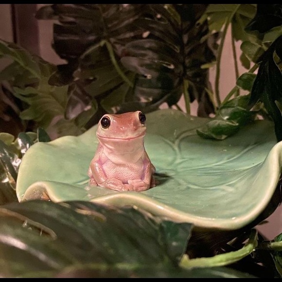 Meet your Posher, Ev - Picture 1 of 1